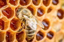 Подробнее об ингредиентах: Мёд в индустрии средств личной гигиены